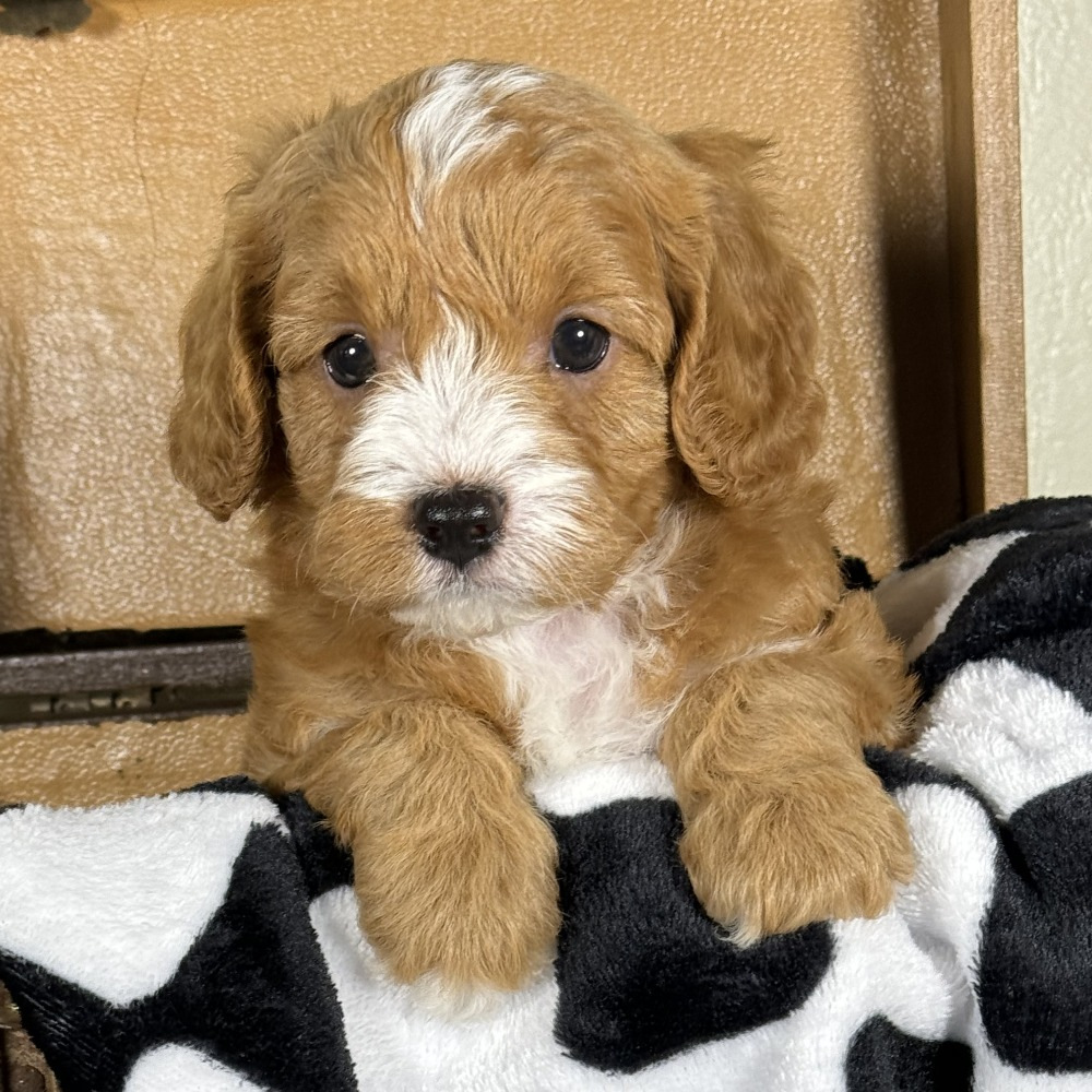 F1 Cavapoo Puppy for Sale in NYC