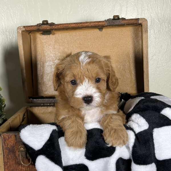 F1 Cavapoo Puppy for Sale