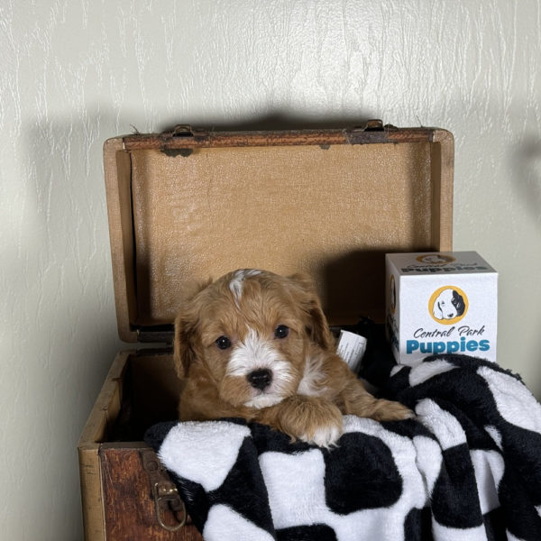 F1 Cavapoo Puppy for Sale