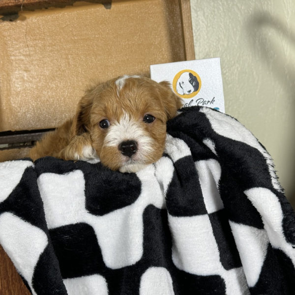 F1 Cavapoo Puppy for Sale