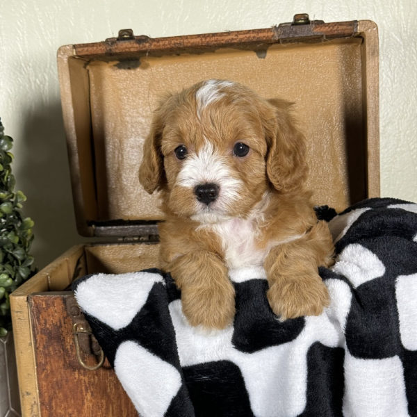 F1 Cavapoo Puppy for Sale