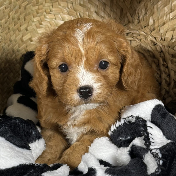 F1 Cavapoo Puppy for Sale