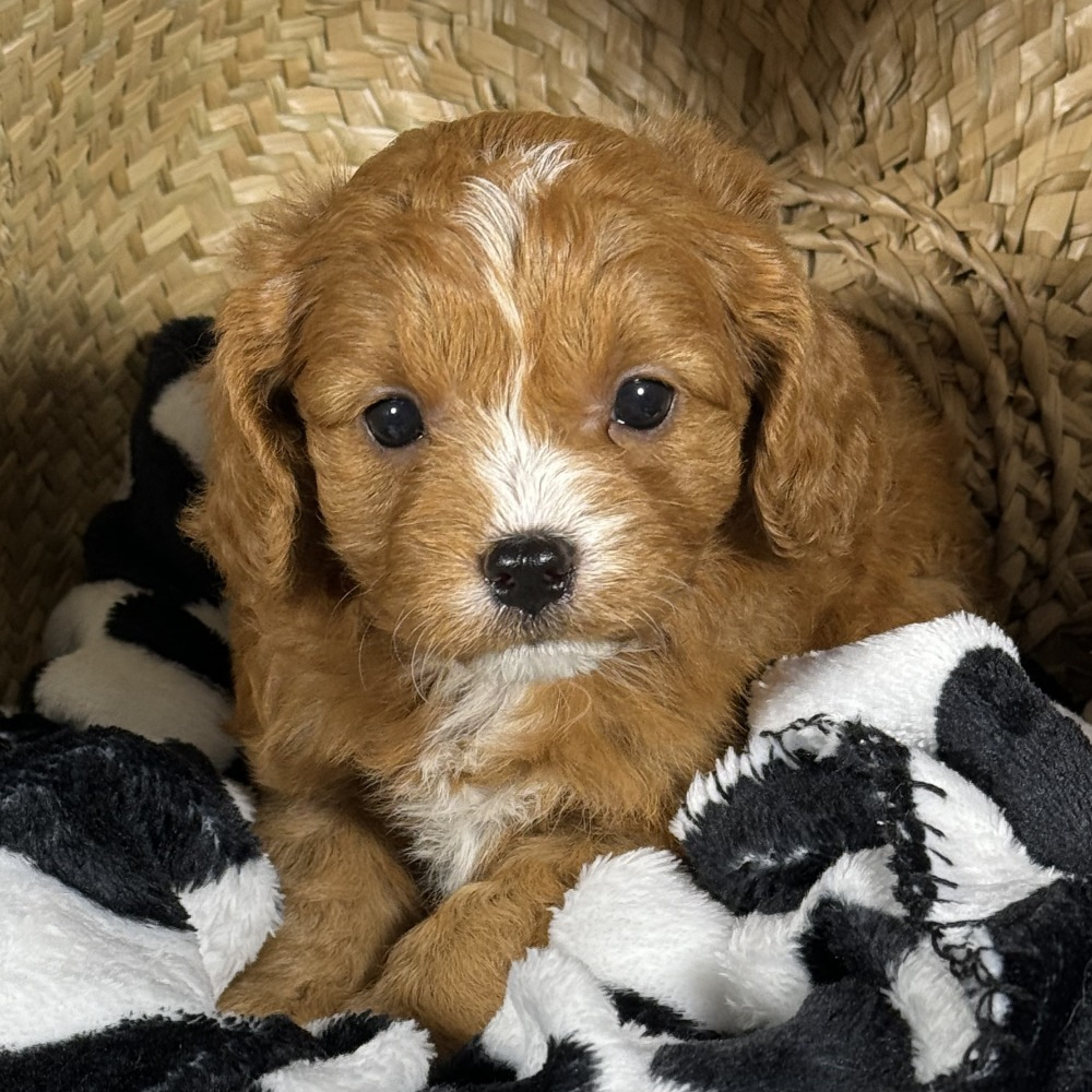 F1 Cavapoo Puppy for Sale in NYC