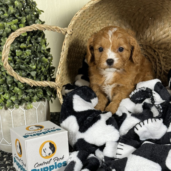 F1 Cavapoo Puppy for Sale