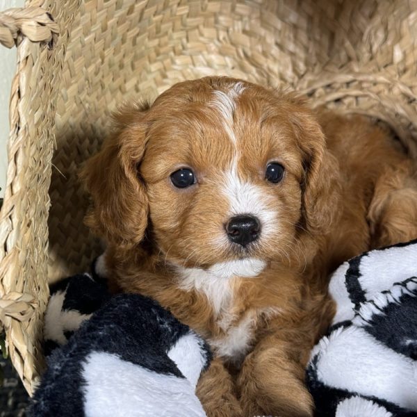 F1 Cavapoo Puppy for Sale