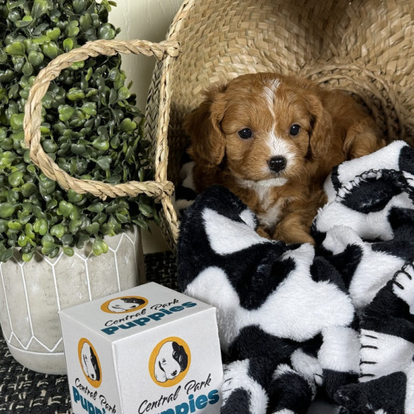 F1 Cavapoo Puppy for Sale