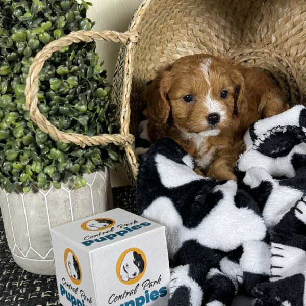 F1 Cavapoo Puppy for Sale