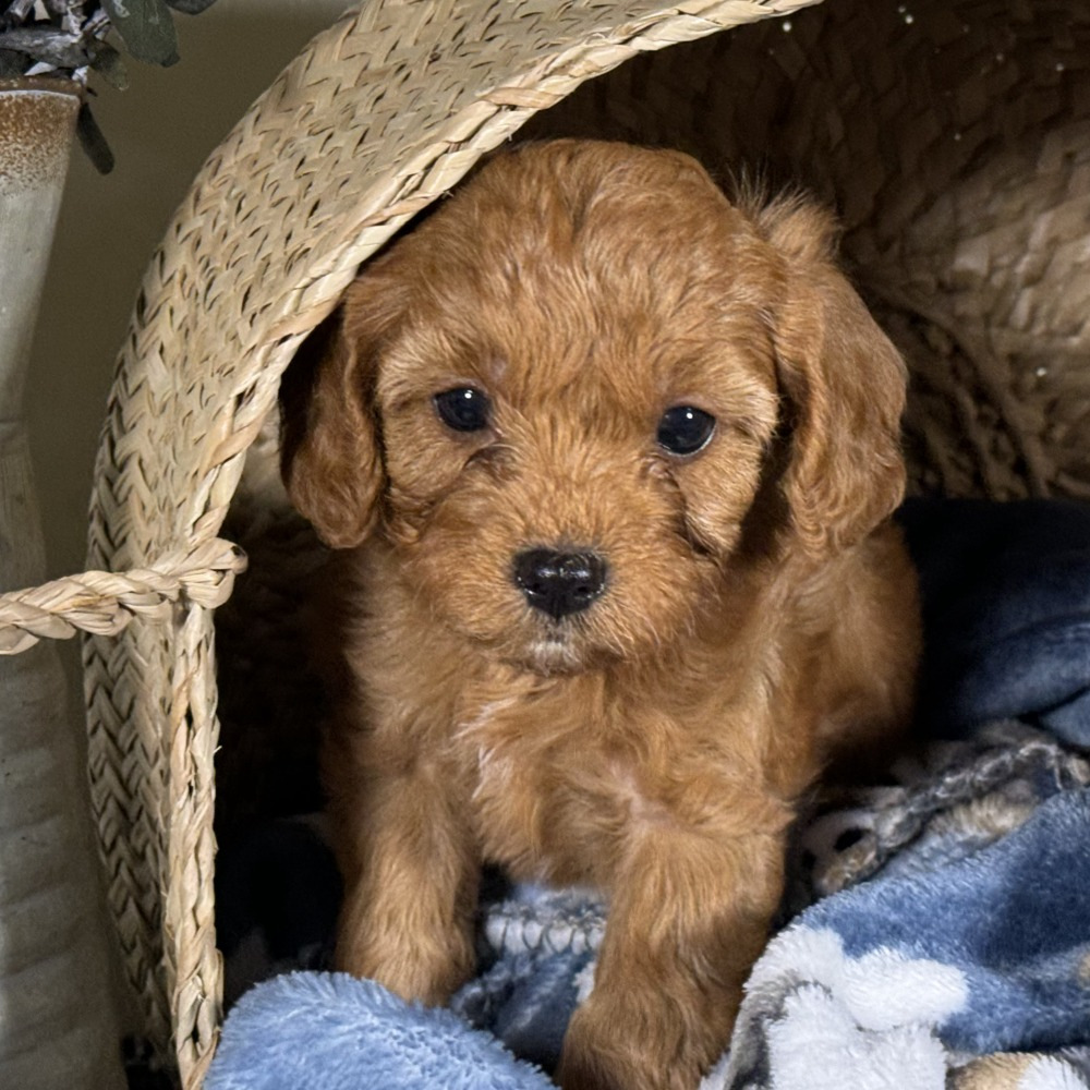 F1 Cavapoo Puppy for Sale in NYC