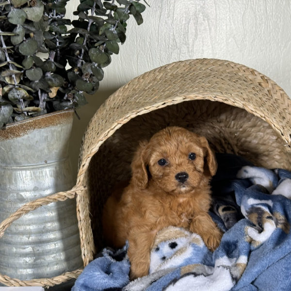 F1 Cavapoo Puppy for Sale