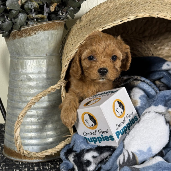 F1 Cavapoo Puppy for Sale