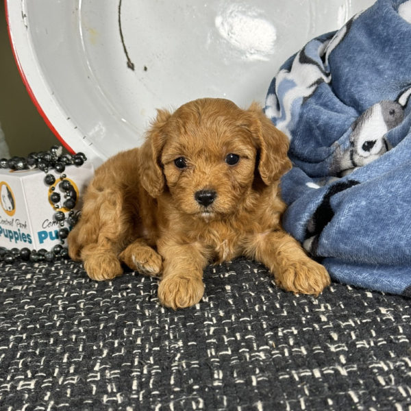 F1 Cavapoo Puppy for Sale