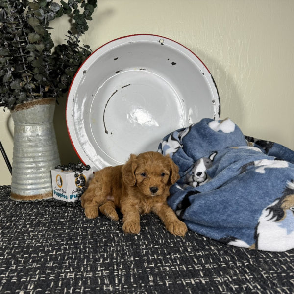 F1 Cavapoo Puppy for Sale
