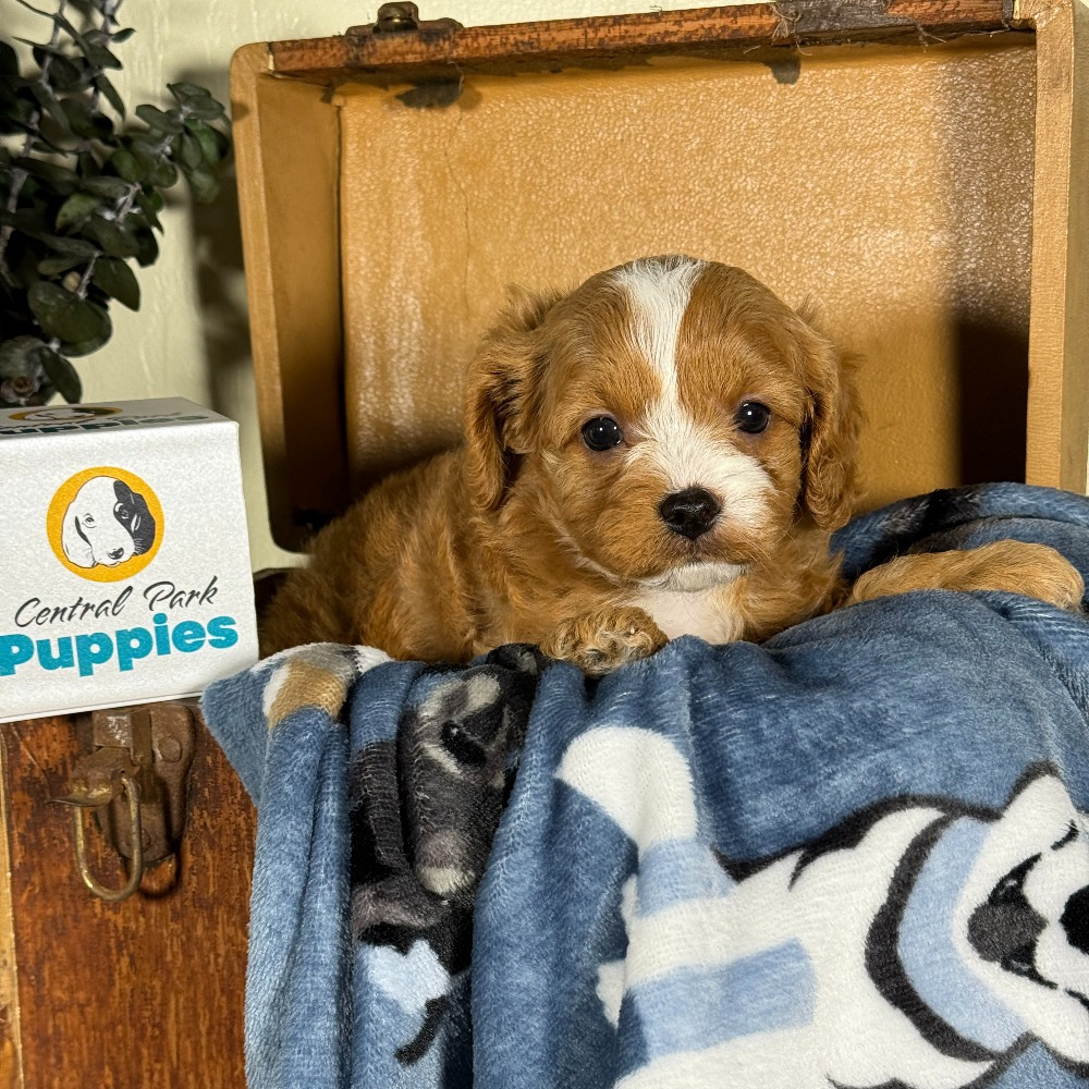 F1 Cavapoo Puppy for Sale in NYC