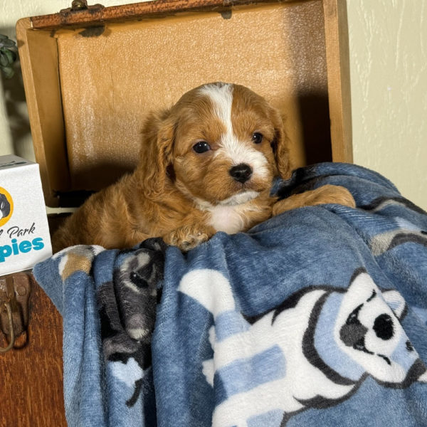 F1 Cavapoo Puppy for Sale