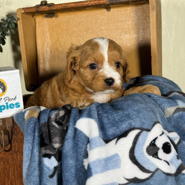 F1 Cavapoo Puppy for Sale