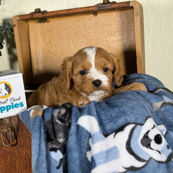 F1 Cavapoo Puppy for Sale