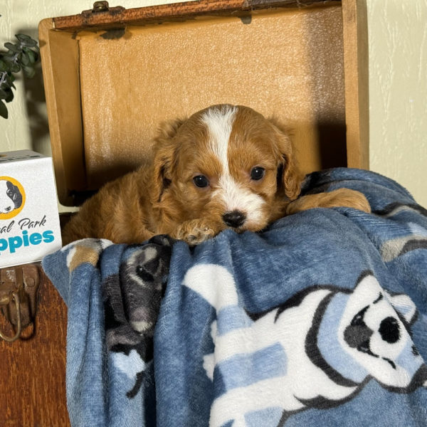 F1 Cavapoo Puppy for Sale