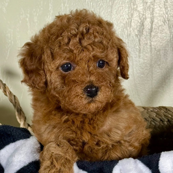 Toy Poodle Puppy for Sale