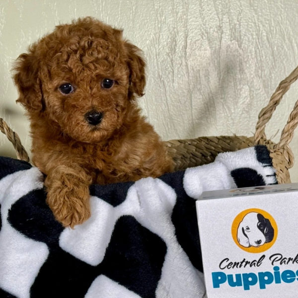 Toy Poodle Puppy for Sale