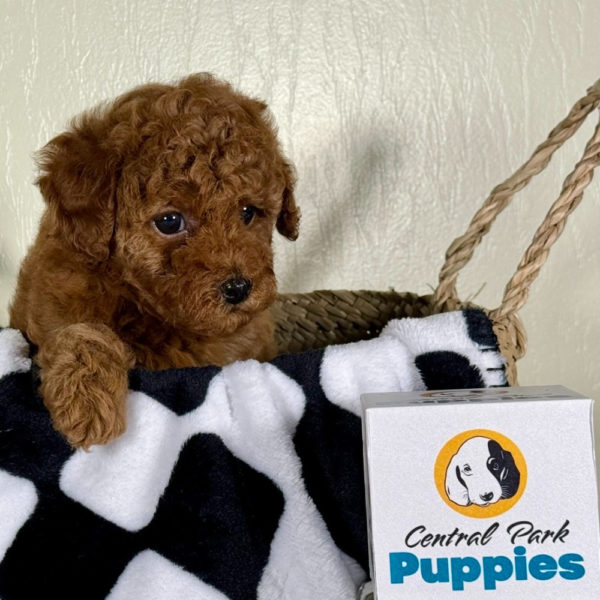 Toy Poodle Puppy for Sale