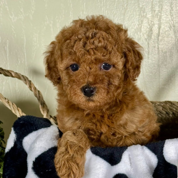 Toy Poodle Puppy for Sale