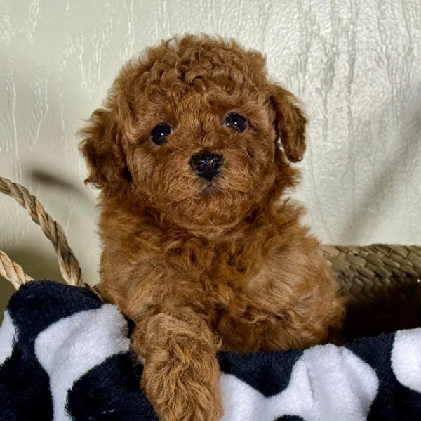 Toy Poodle Puppy for Sale