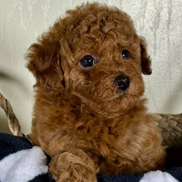 Toy Poodle Puppy for Sale