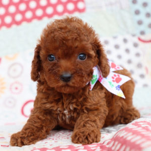 F1bb Mini Goldendoodle Puppy for Sale