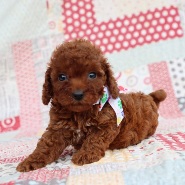 F1bb Mini Goldendoodle Puppy for Sale