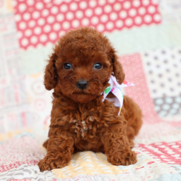 F1bb Mini Goldendoodle Puppy for Sale