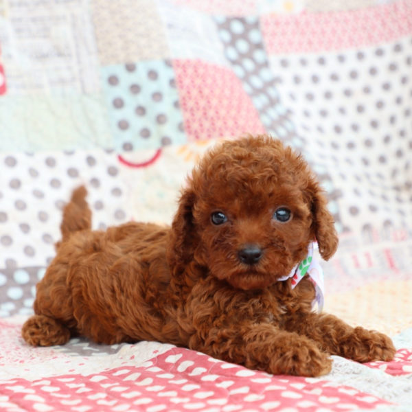 F1bb Mini Goldendoodle Puppy for Sale