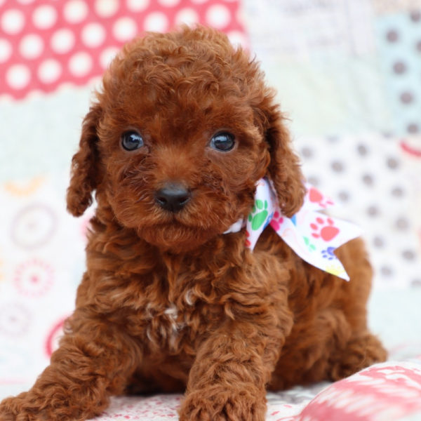 F1bb Mini Goldendoodle Puppy for Sale