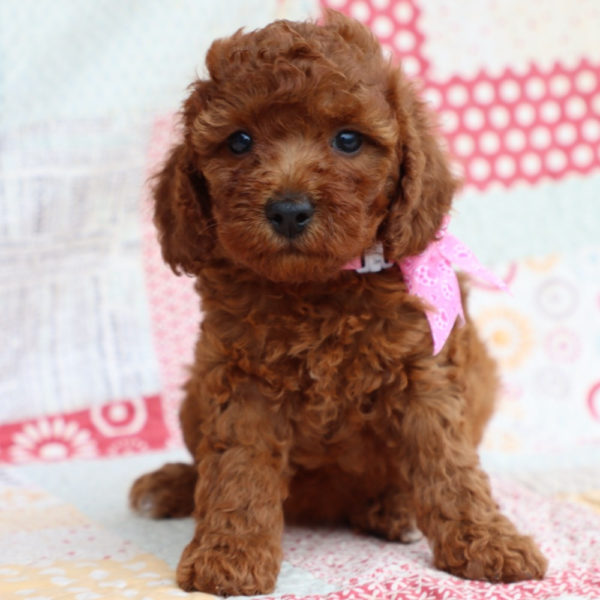 F1bb Mini Goldendoodle Puppy for Sale