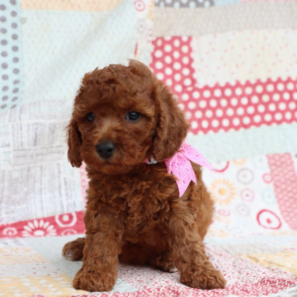 F1bb Mini Goldendoodle Puppy for Sale