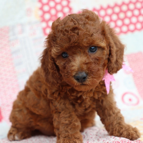 F1bb Mini Goldendoodle Puppy for Sale