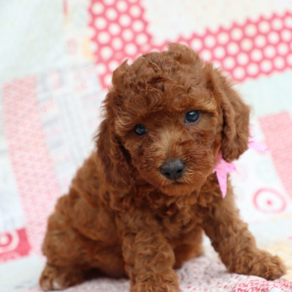 F1bb Mini Goldendoodle Puppy for Sale