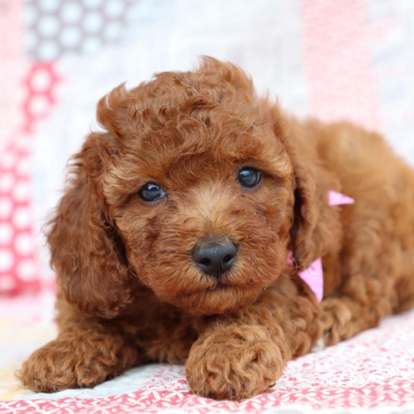 F1bb Mini Goldendoodle Puppy for Sale