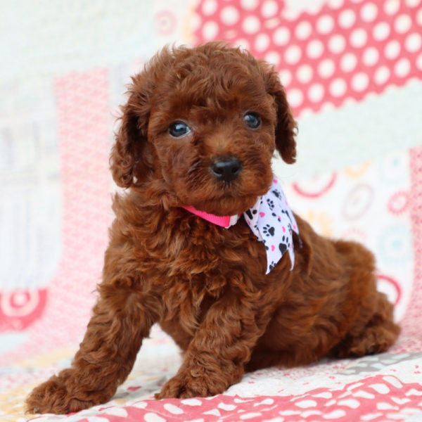 F1bb Mini Goldendoodle Puppy for Sale