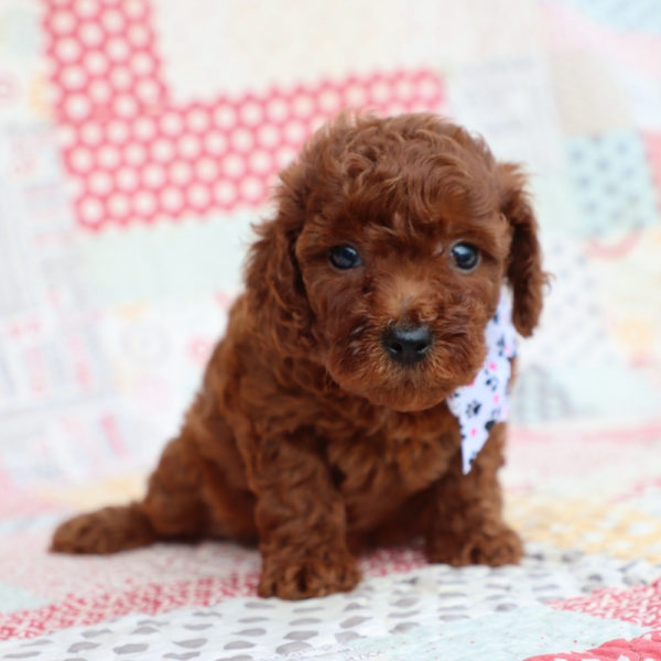 F1bb Mini Goldendoodle Puppy for Sale