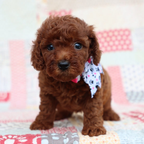 F1bb Mini Goldendoodle Puppy for Sale