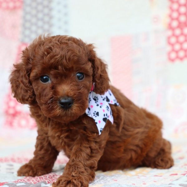 F1bb Mini Goldendoodle Puppy for Sale