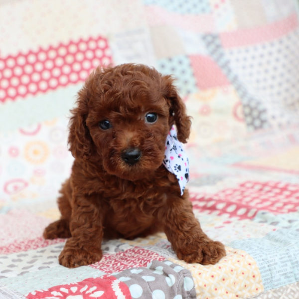 F1bb Mini Goldendoodle Puppy for Sale