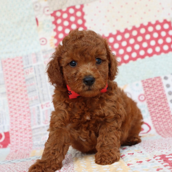 F1bb Mini Goldendoodle Puppy for Sale