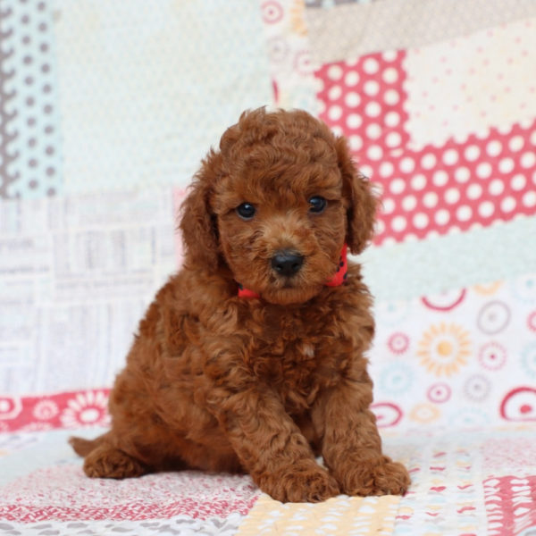 F1bb Mini Goldendoodle Puppy for Sale