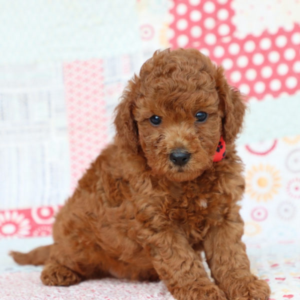 F1bb Mini Goldendoodle Puppy for Sale