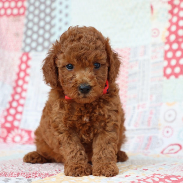 F1bb Mini Goldendoodle Puppy for Sale