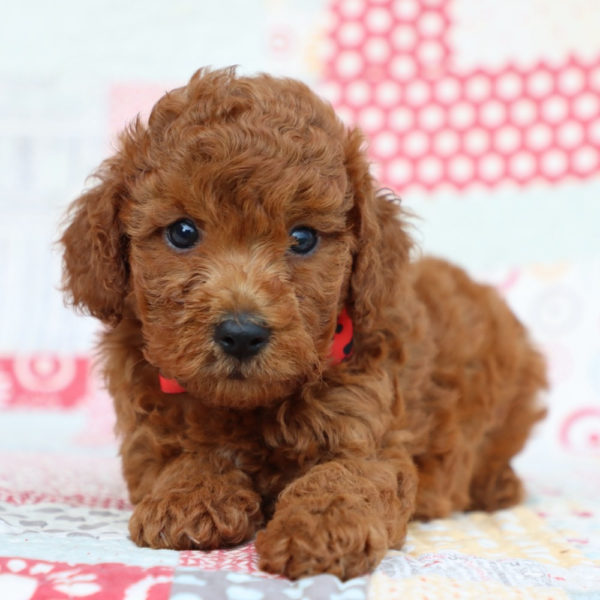 F1bb Mini Goldendoodle Puppy for Sale