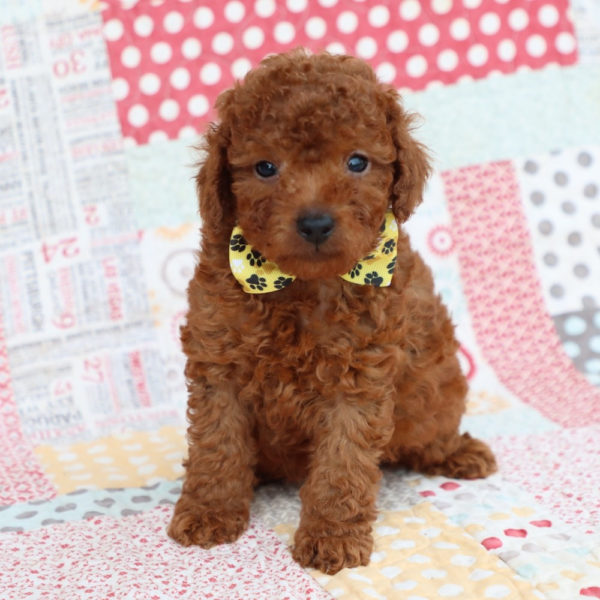 F1bb Mini Goldendoodle Puppy for Sale