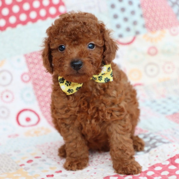 F1bb Mini Goldendoodle Puppy for Sale