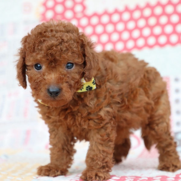 F1bb Mini Goldendoodle Puppy for Sale